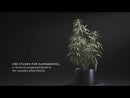  Malouf Shoulder Zoned Dough™ + CBD Oil Pillow (Queen) EXTERNAL_VIDEO 1